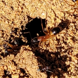 Camponotus consobrinus at O'Connor, ACT - 11 Sep 2023