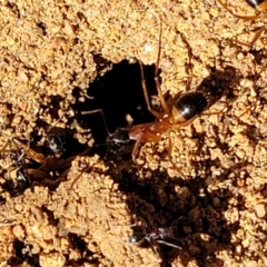 Camponotus consobrinus at O'Connor, ACT - 11 Sep 2023