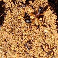 Camponotus consobrinus at O'Connor, ACT - 11 Sep 2023