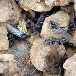 Iridomyrmex rufoniger at O'Connor, ACT - 11 Sep 2023 11:49 AM