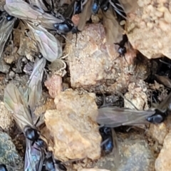 Iridomyrmex rufoniger at O'Connor, ACT - 11 Sep 2023