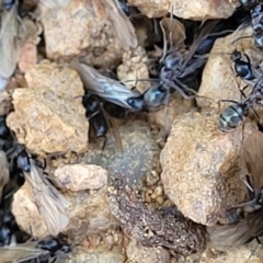 Iridomyrmex rufoniger at O'Connor, ACT - 11 Sep 2023