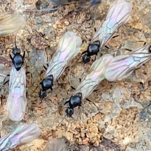 Iridomyrmex rufoniger at O'Connor, ACT - 11 Sep 2023