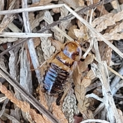 Robshelfordia circumducta (Shelford's Variable Cockroach) at O'Connor, ACT - 11 Sep 2023 by trevorpreston