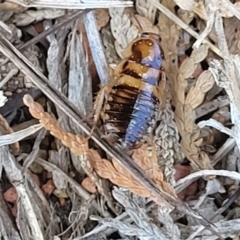 Robshelfordia circumducta at O'Connor, ACT - 11 Sep 2023