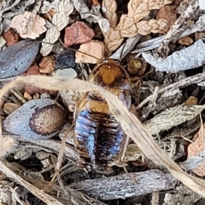 Robshelfordia circumducta at O'Connor, ACT - 11 Sep 2023