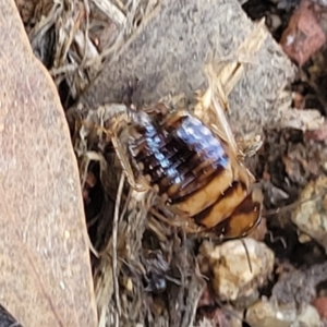 Robshelfordia circumducta at O'Connor, ACT - 11 Sep 2023