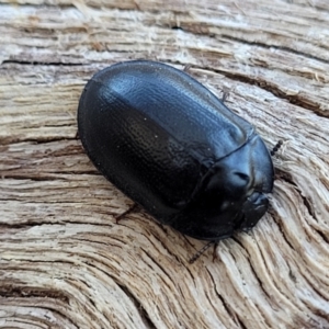 Pterohelaeus striatopunctatus at Banksia Street Wetland Corridor - 11 Sep 2023 11:41 AM