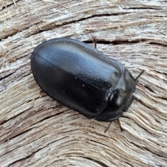 Pterohelaeus striatopunctatus at Banksia Street Wetland Corridor - 11 Sep 2023 11:41 AM