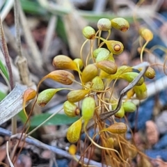 Funaria hygrometrica (Moss) at O'Connor, ACT - 11 Sep 2023 by trevorpreston