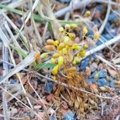 Funaria hygrometrica at O'Connor, ACT - 11 Sep 2023 11:38 AM