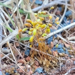 Funaria hygrometrica at O'Connor, ACT - 11 Sep 2023