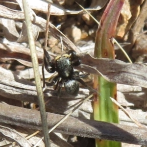 Salticidae sp. 'Golden palps' at Theodore, ACT - 10 Sep 2023