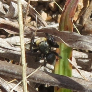 Salticidae sp. 'Golden palps' at Theodore, ACT - suppressed