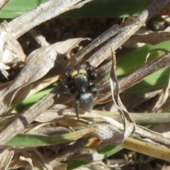 Salticidae sp. 'Golden palps' at Theodore, ACT - 10 Sep 2023