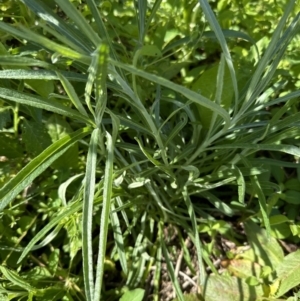 Senecio quadridentatus at Kangaroo Valley, NSW - suppressed