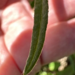 Senecio quadridentatus at Kangaroo Valley, NSW - suppressed