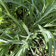 Senecio quadridentatus at Kangaroo Valley, NSW - suppressed