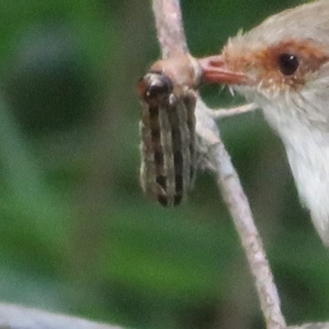 Noctuidae unclassified IMMATURE moth at Fyshwick, ACT - 9 Sep 2023 01:34 PM