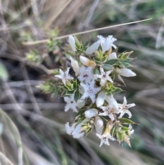 Styphelia attenuata (Small-leaved Beard Heath) at Lerida, NSW - 10 Sep 2023 by JaneR