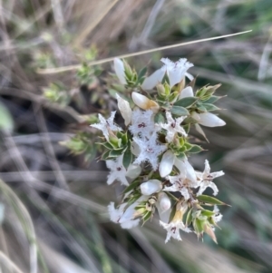 Leucopogon attenuatus at Lerida, NSW - 10 Sep 2023