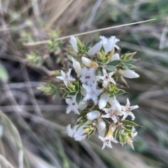 Leucopogon attenuatus (Small-leaved Beard Heath) at Lerida, NSW - 10 Sep 2023 by JaneR
