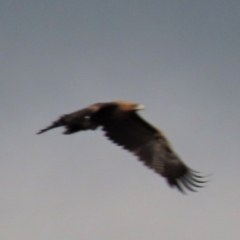 Aquila audax (Wedge-tailed Eagle) at Top Hut TSR - 25 Mar 2023 by AndyRoo