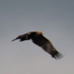 Aquila audax (Wedge-tailed Eagle) at Dry Plain, NSW - 25 Mar 2023 by AndyRoo