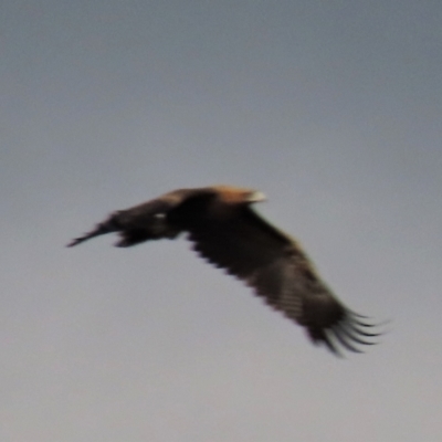 Aquila audax (Wedge-tailed Eagle) at Top Hut TSR - 25 Mar 2023 by AndyRoo