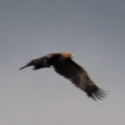 Aquila audax (Wedge-tailed Eagle) at Dry Plain, NSW - 26 Mar 2023 by AndyRoo