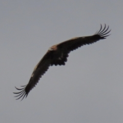 Aquila audax at Dry Plain, NSW - 26 Mar 2023