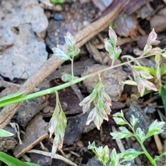 Poa annua (Winter Grass, Annual Poa) at Banksia Street Wetland Corridor - 11 Sep 2023 by trevorpreston