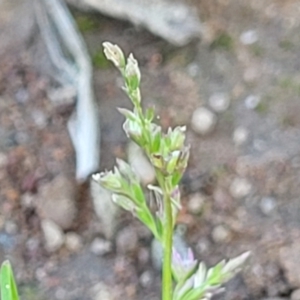 Poa annua at O'Connor, ACT - 11 Sep 2023