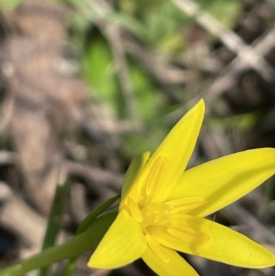 Pauridia vaginata (Yellow Star) at Lerida, NSW - 10 Sep 2023 by JaneR