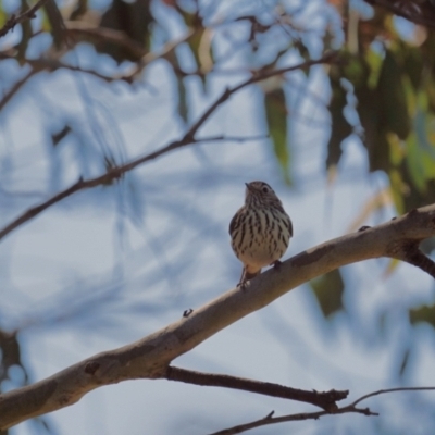 Pyrrholaemus sagittatus (Speckled Warbler) at Gundaroo, NSW - 11 Sep 2023 by MPennay