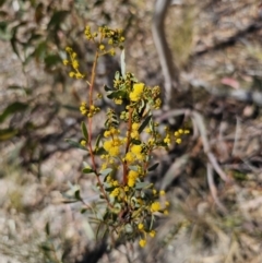 Acacia buxifolia subsp. buxifolia (Box-leaf Wattle) at Captains Flat, NSW - 11 Sep 2023 by Csteele4