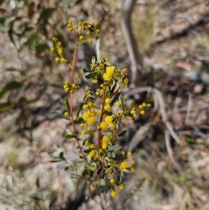 Acacia buxifolia subsp. buxifolia at Captains Flat, NSW - 11 Sep 2023