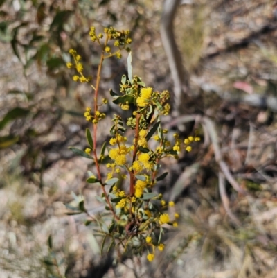 Acacia buxifolia subsp. buxifolia (Box-leaf Wattle) at QPRC LGA - 11 Sep 2023 by Csteele4