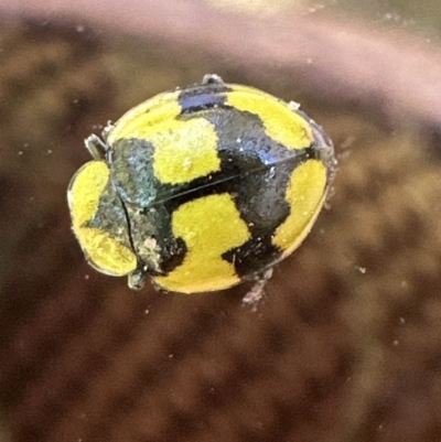 Illeis galbula (Fungus-eating Ladybird) at Kangaroo Valley, NSW - 11 Sep 2023 by lbradley