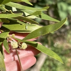 Acacia melanoxylon (Blackwood) at Kangaroo Valley, NSW - 11 Sep 2023 by lbradley