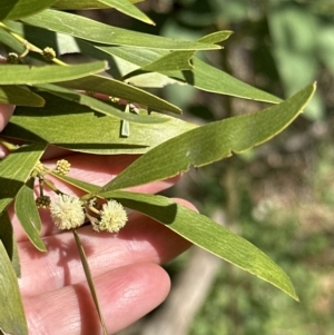 Acacia melanoxylon at Kangaroo Valley, NSW - 11 Sep 2023