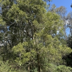 Acacia melanoxylon at Kangaroo Valley, NSW - suppressed