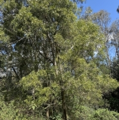 Acacia melanoxylon at Kangaroo Valley, NSW - 11 Sep 2023