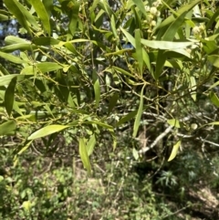 Acacia melanoxylon at Kangaroo Valley, NSW - suppressed