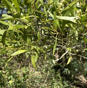 Acacia melanoxylon at Kangaroo Valley, NSW - 11 Sep 2023