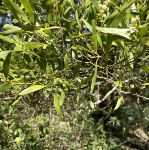 Acacia melanoxylon at suppressed - 11 Sep 2023