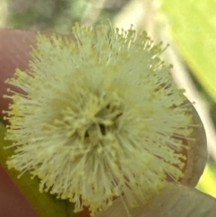 Acacia melanoxylon at Kangaroo Valley, NSW - 11 Sep 2023