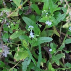 Myosotis laxa subsp. caespitosa (Water Forget-me-not) at Top Hut TSR - 26 Mar 2023 by AndyRoo