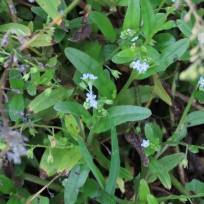 Myosotis laxa subsp. caespitosa (Water Forget-me-not) at Dry Plain, NSW - 26 Mar 2023 by AndyRoo