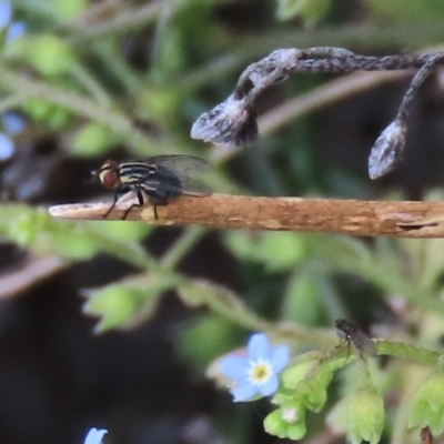 Unidentified Other true fly at Dry Plain, NSW - 26 Mar 2023 by AndyRoo